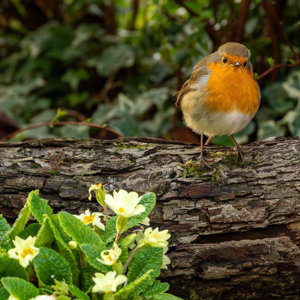 a robin sat on log with spring flowers