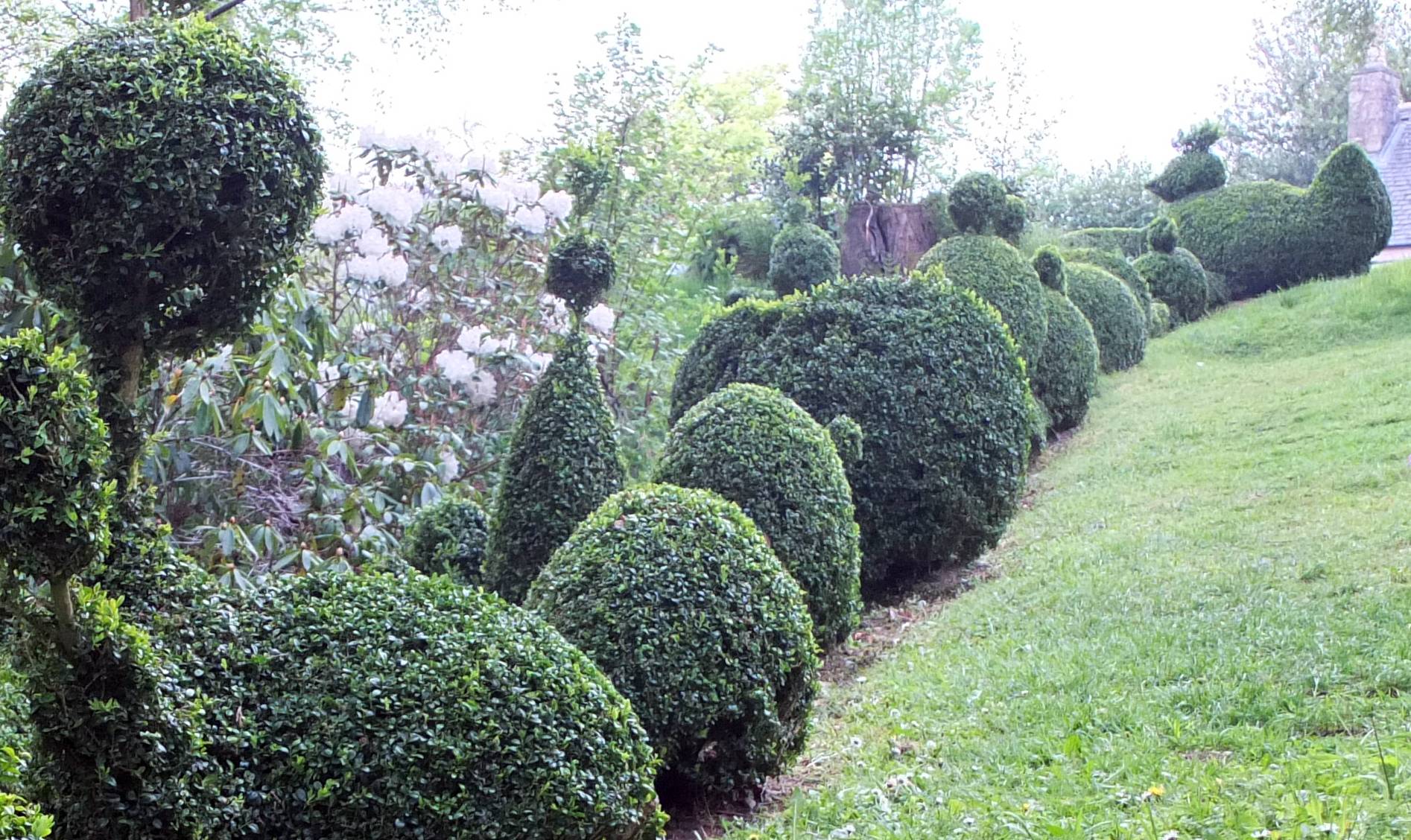 Box topiary in a garden