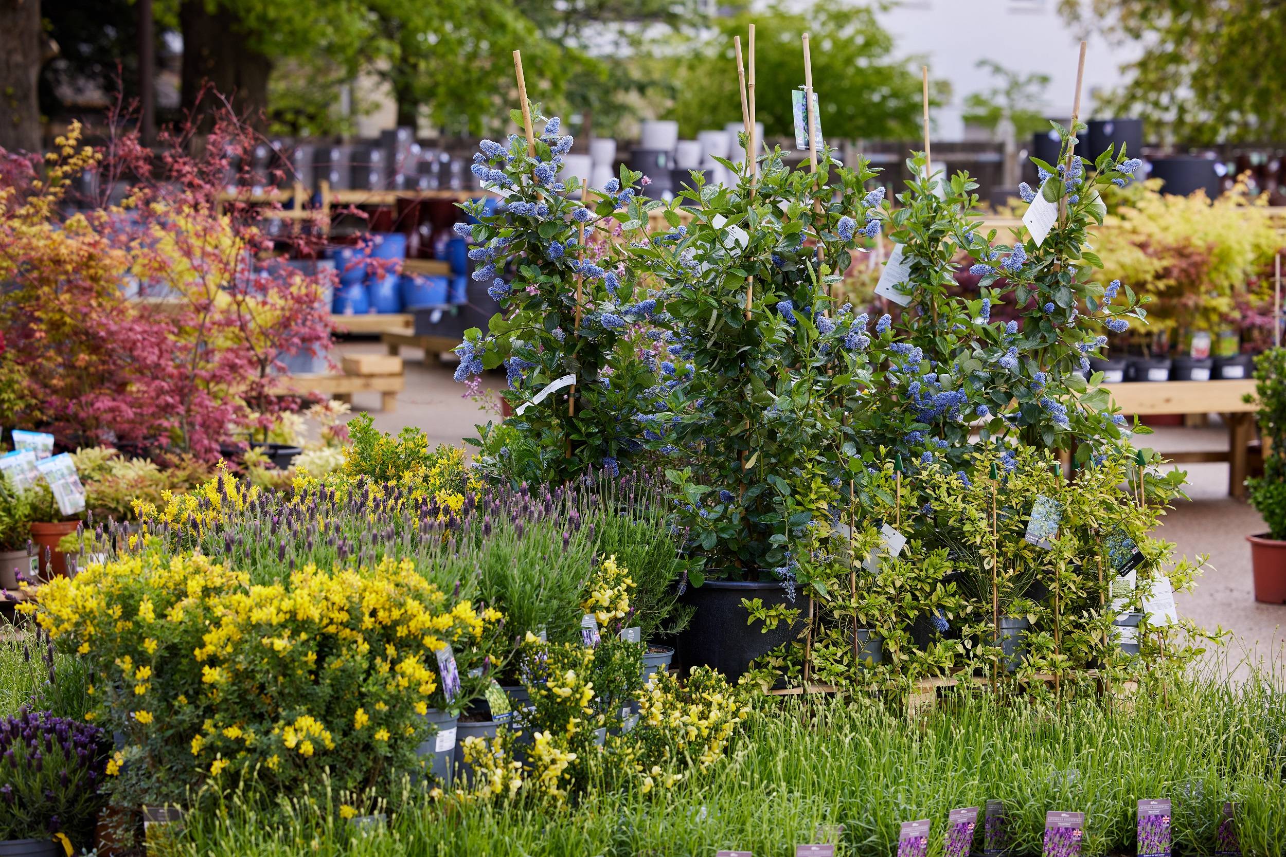 syon park garden centre brand image