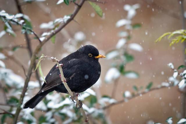 blackbird credit sean mcmenemy