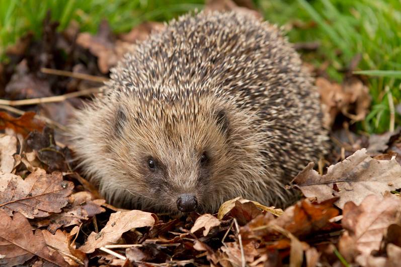 hedgehog autumn credit sean mcmenemy