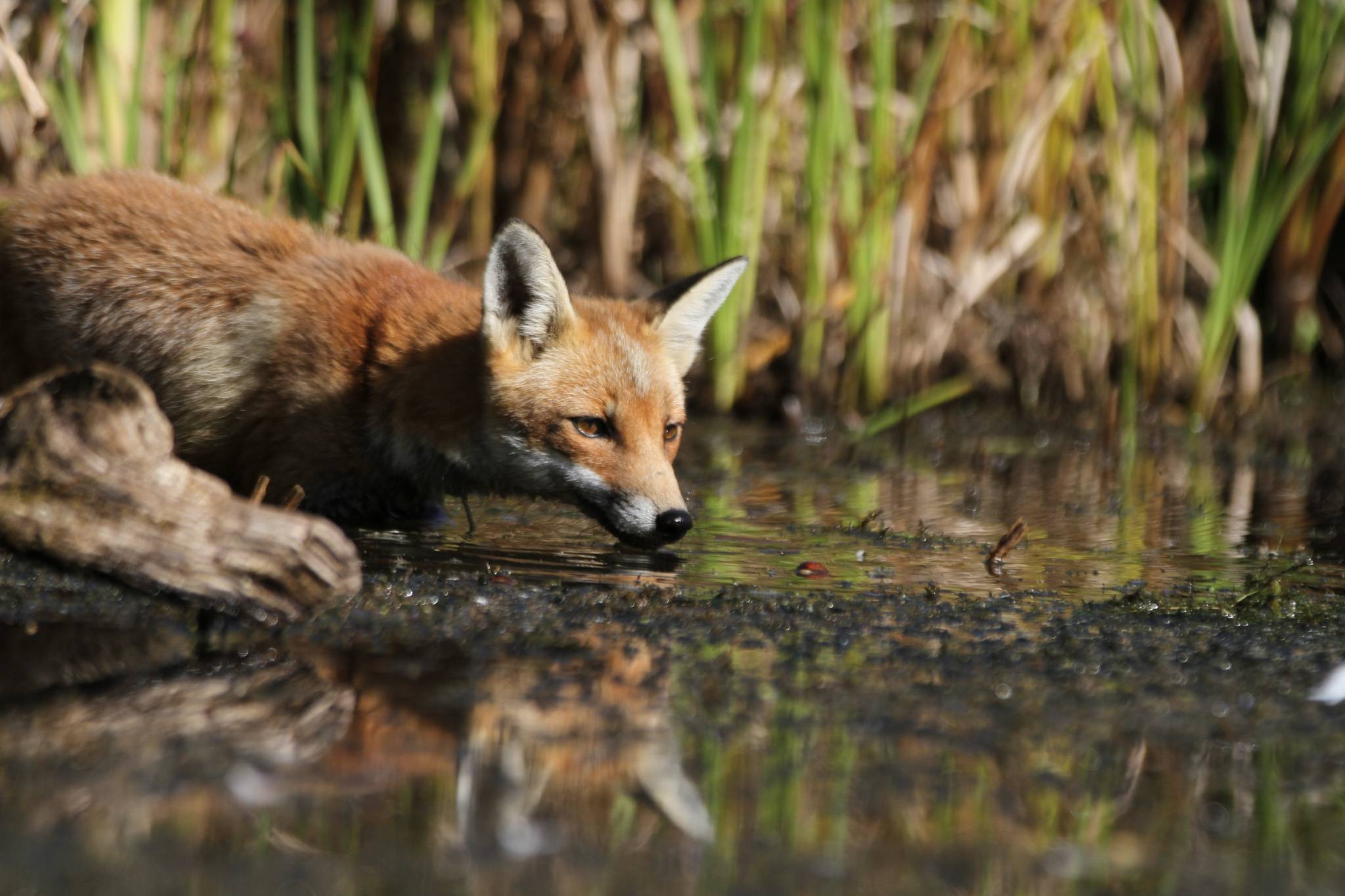 photo credit sean mcmenemy, ark wildlife (1)