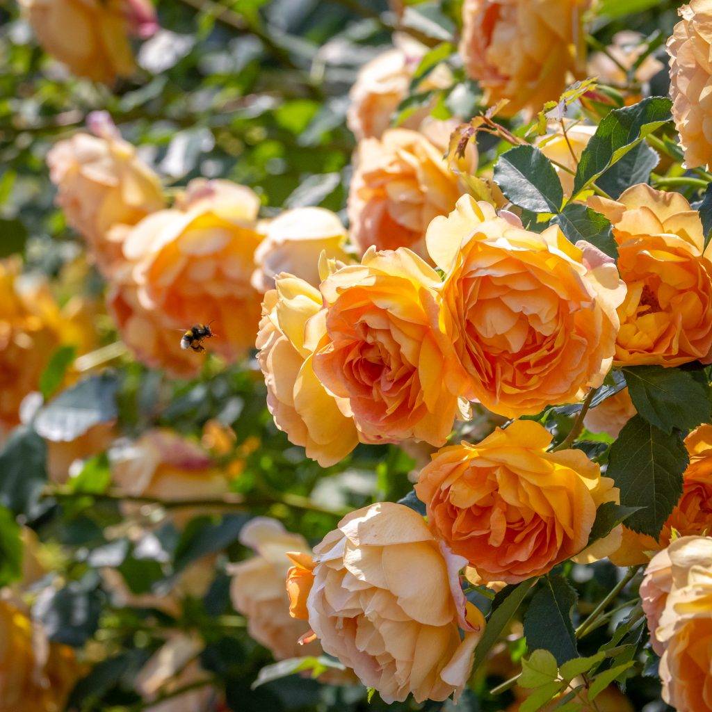 rosa 'lady of shalott ('ausnyson') agm with bee